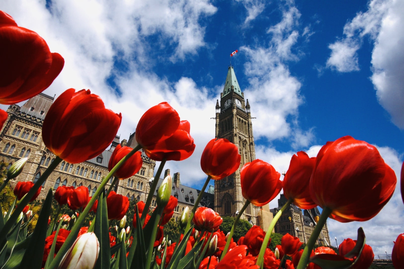 Tulip_festival_in_Ottawa